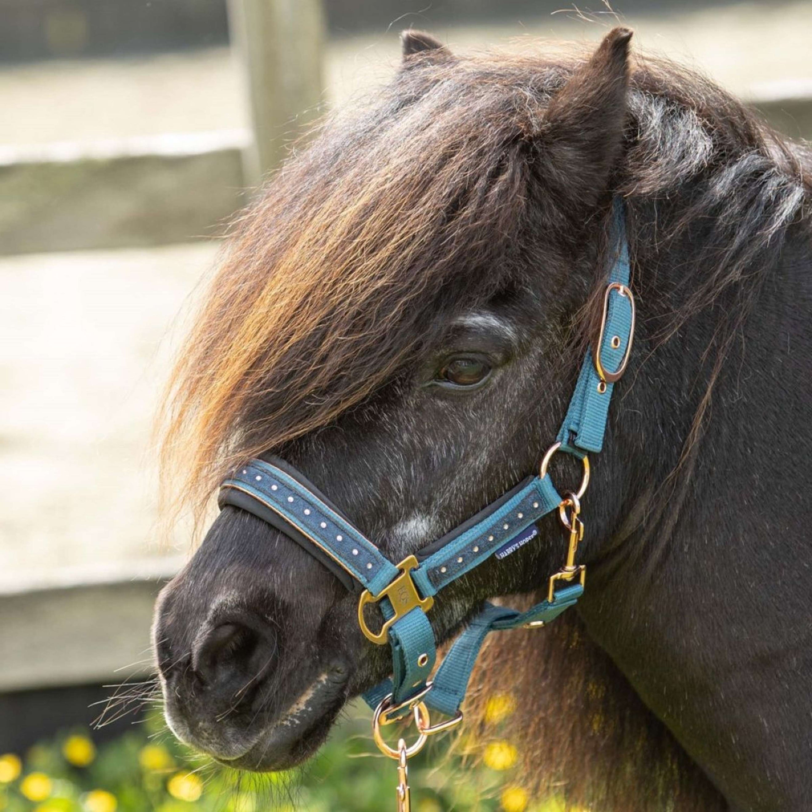 Harry's Horse Ensemble Licol Crystal Tapestry Harry's Horse Ensemble Licol Crystal Tapestry