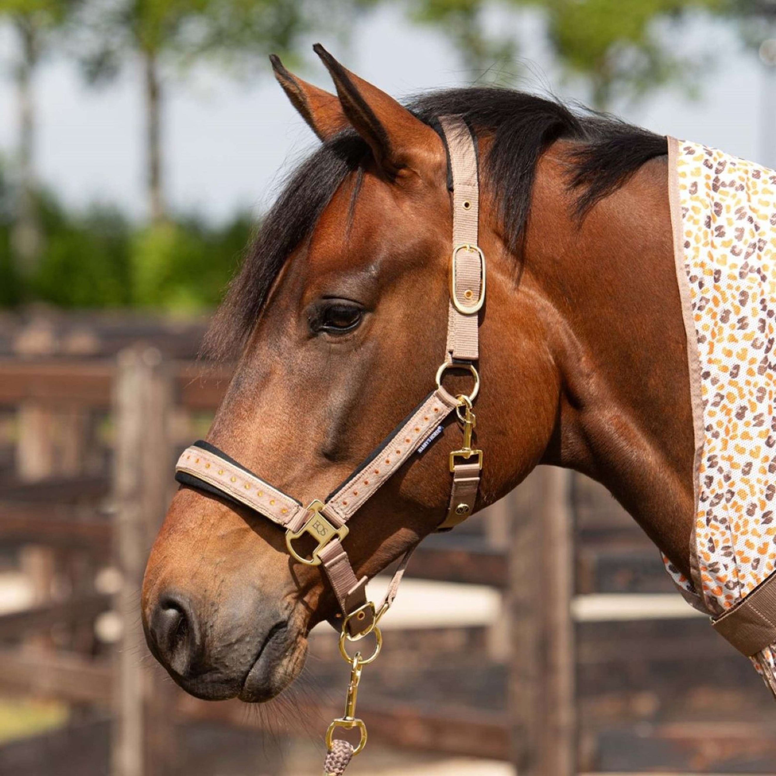 Harry's Horse Ensemble Licol Crystal Taupe Gris Harry's Horse Ensemble Licol Crystal Taupe Gris