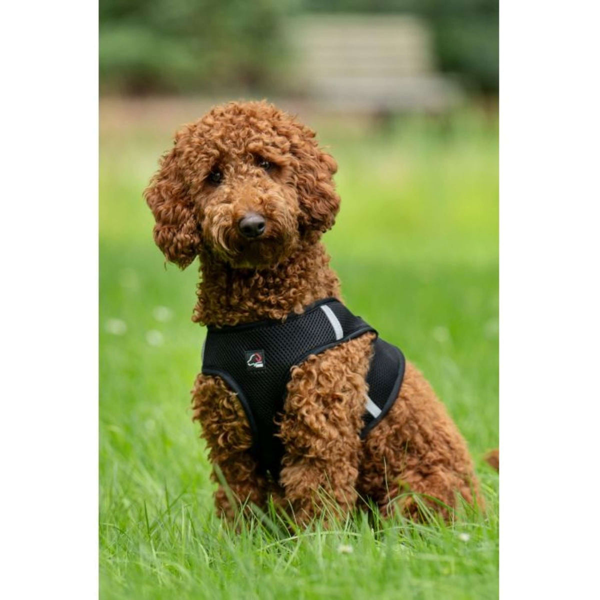 HKM Harnais pour Chien Buddy Soft Noir