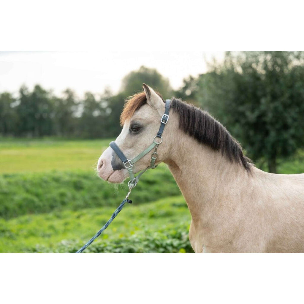 HKM Licol Barnie Vert clair/Vert foncé