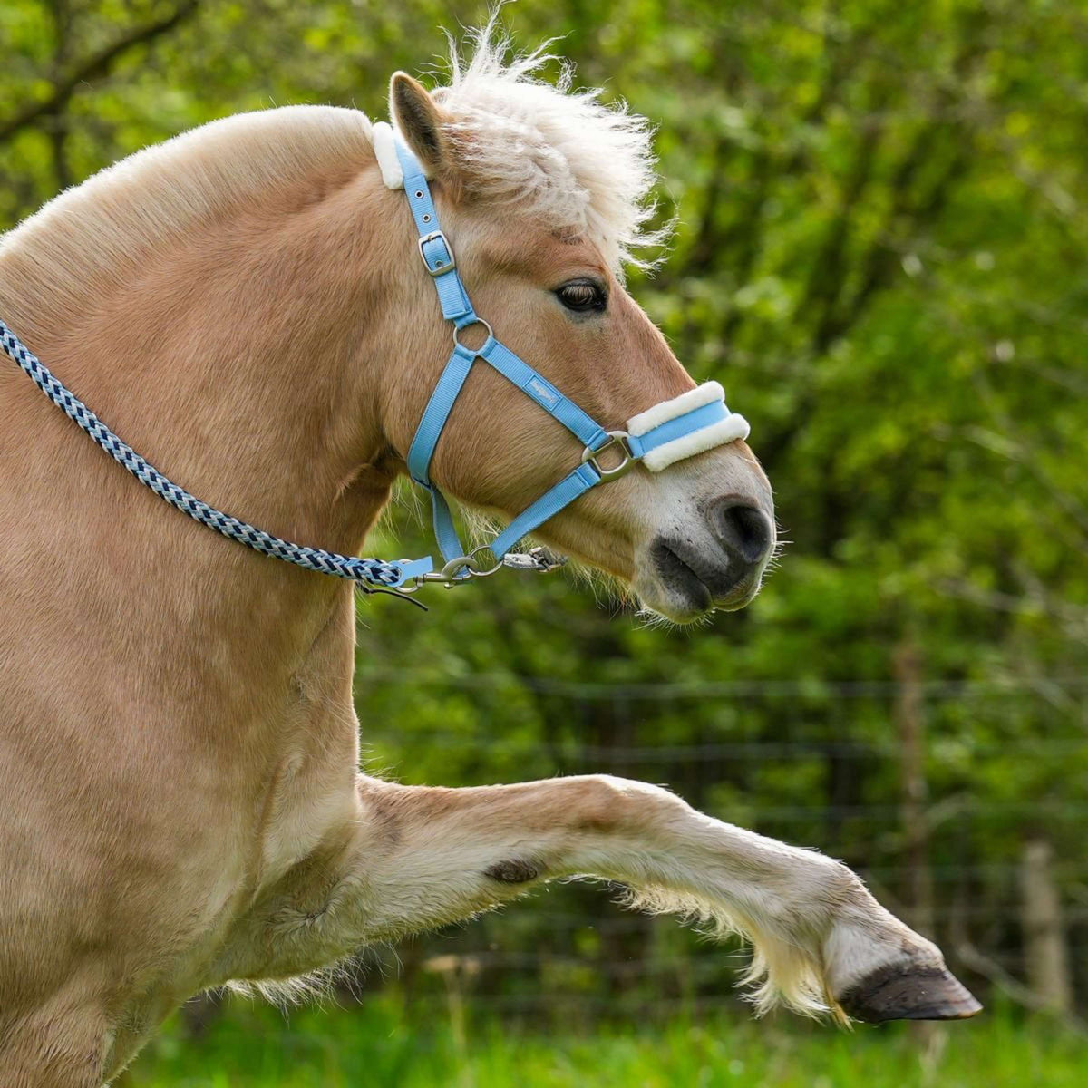 Hoefwijzer Licol Bleu clair