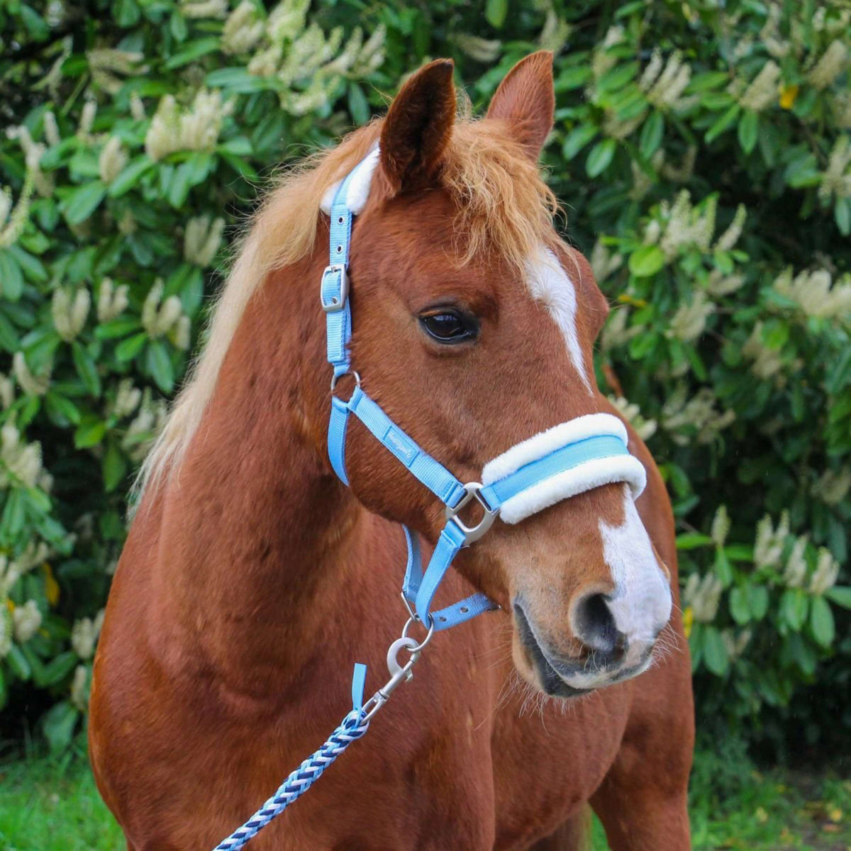 Hoefwijzer Licol Bleu clair