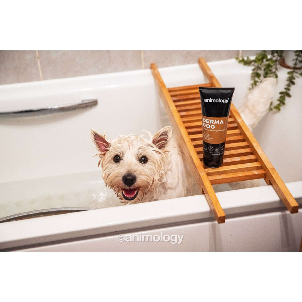 Animology Shampooing Derma Dog