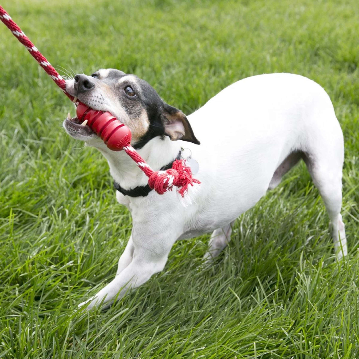 KONG Jouet à Mâcher Dental Rope