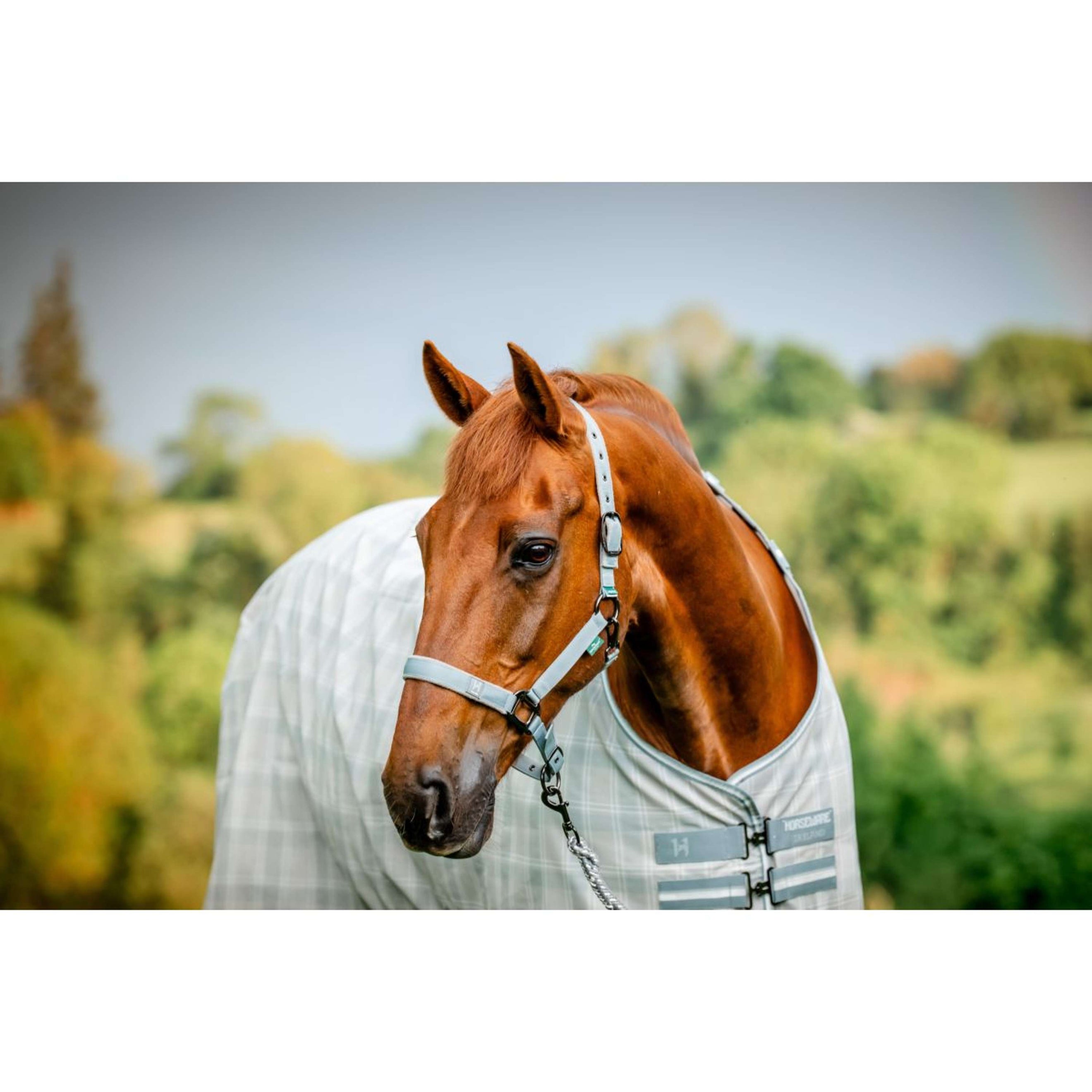 Amigo Licol et Longe Newmarket Witney Charcoal Amigo Licol et Longe Newmarket Witney Charcoal