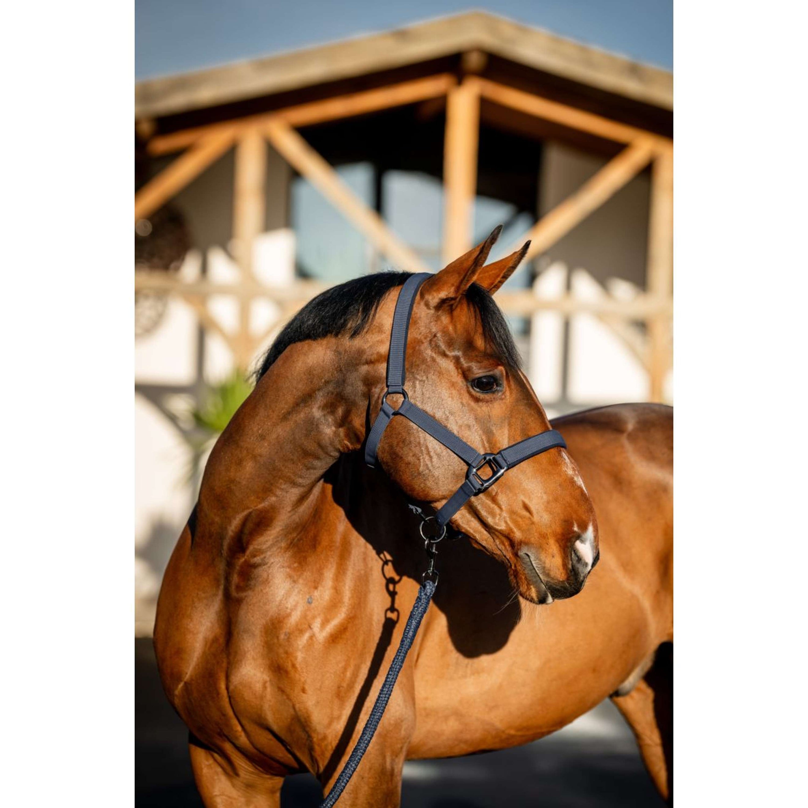 Amigo Licols et Longes Marin