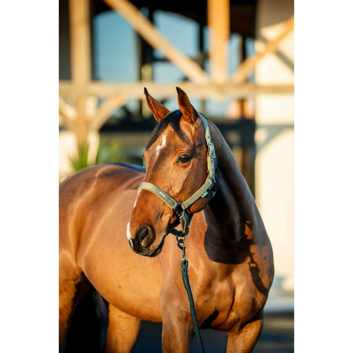 Amigo Licols et Longes Bramble