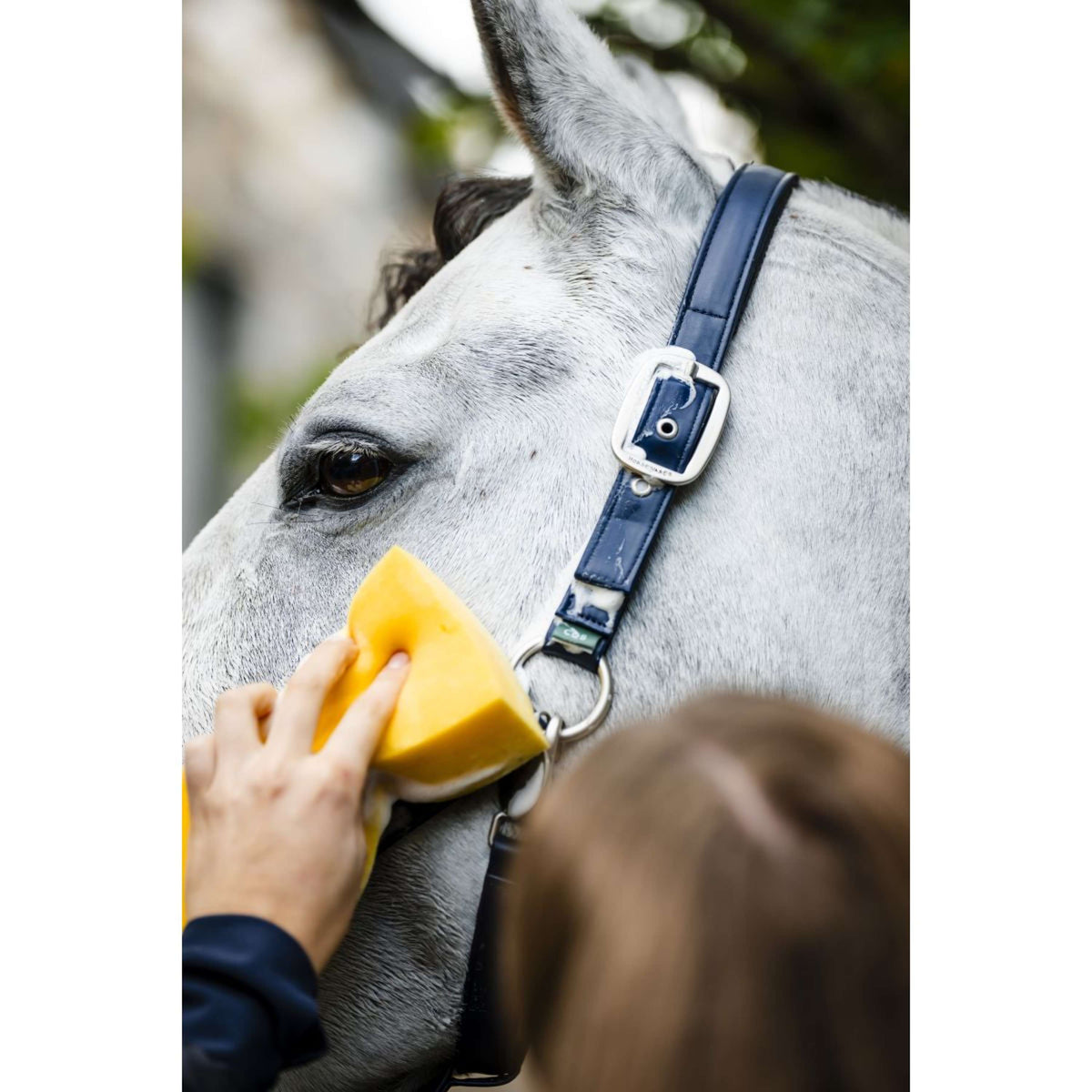 Horseware Licol Grooming Marin