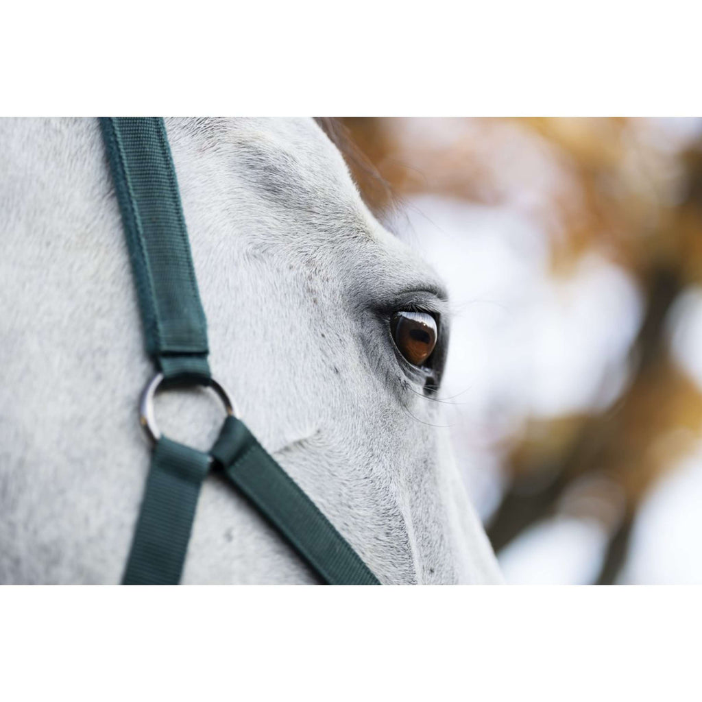 Amigo Licol et Longe Dynasty Green