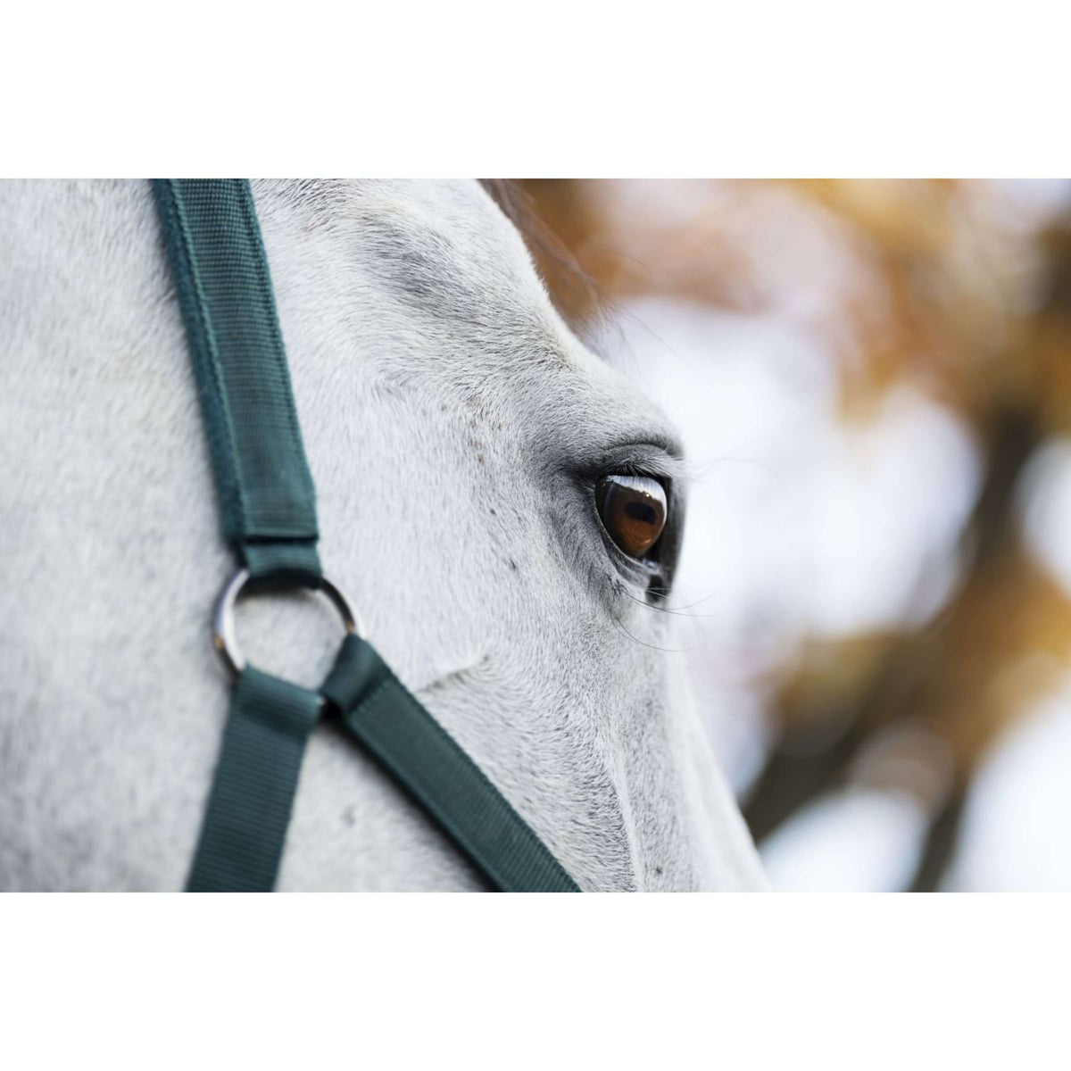 Amigo Licols et Longes Dynasty Green