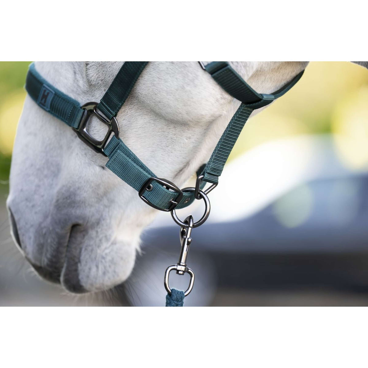 Amigo Licols et Longes Dynasty Green