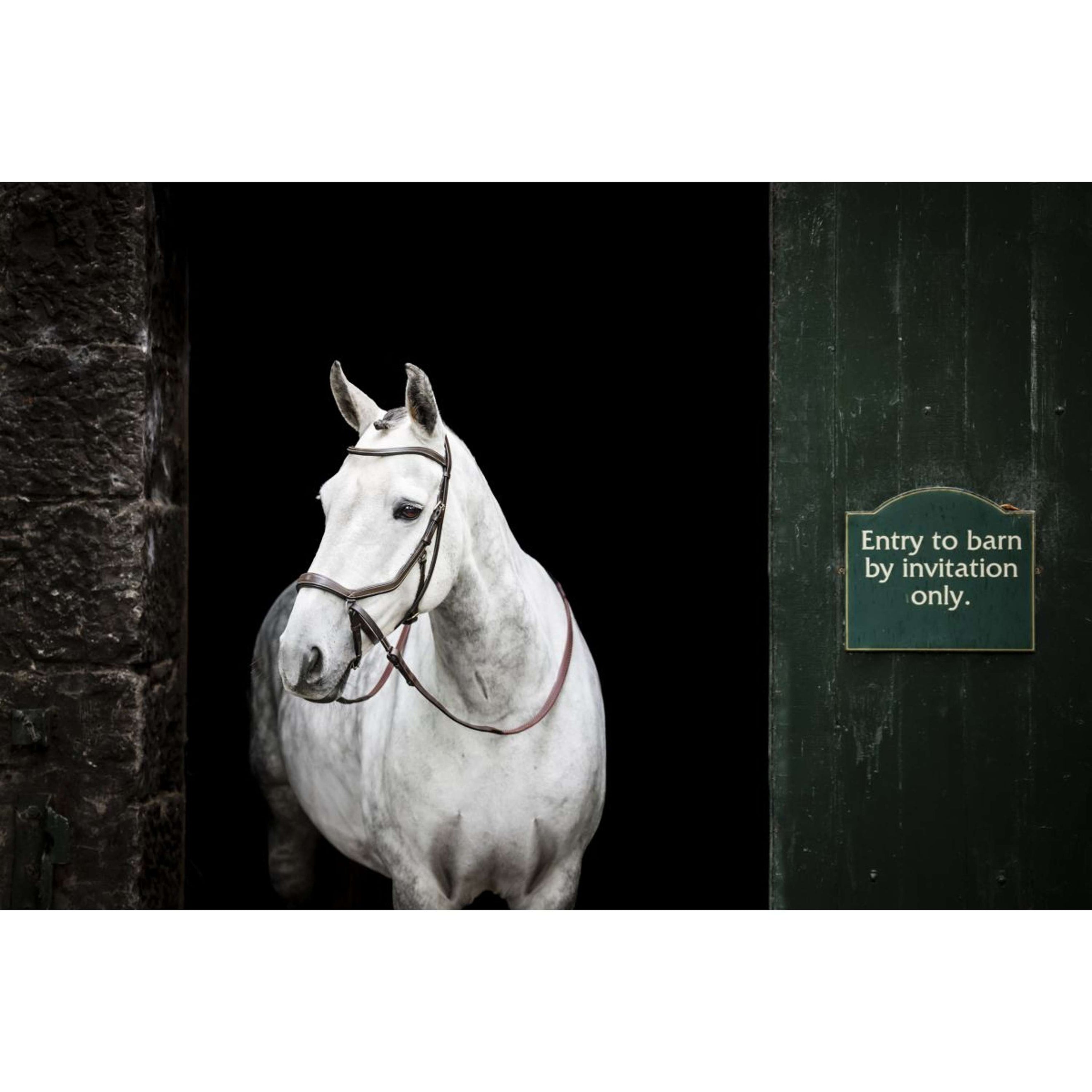 Rambo Micklem Bitless Bridle Marron Rambo Micklem Bitless Bridle Marron