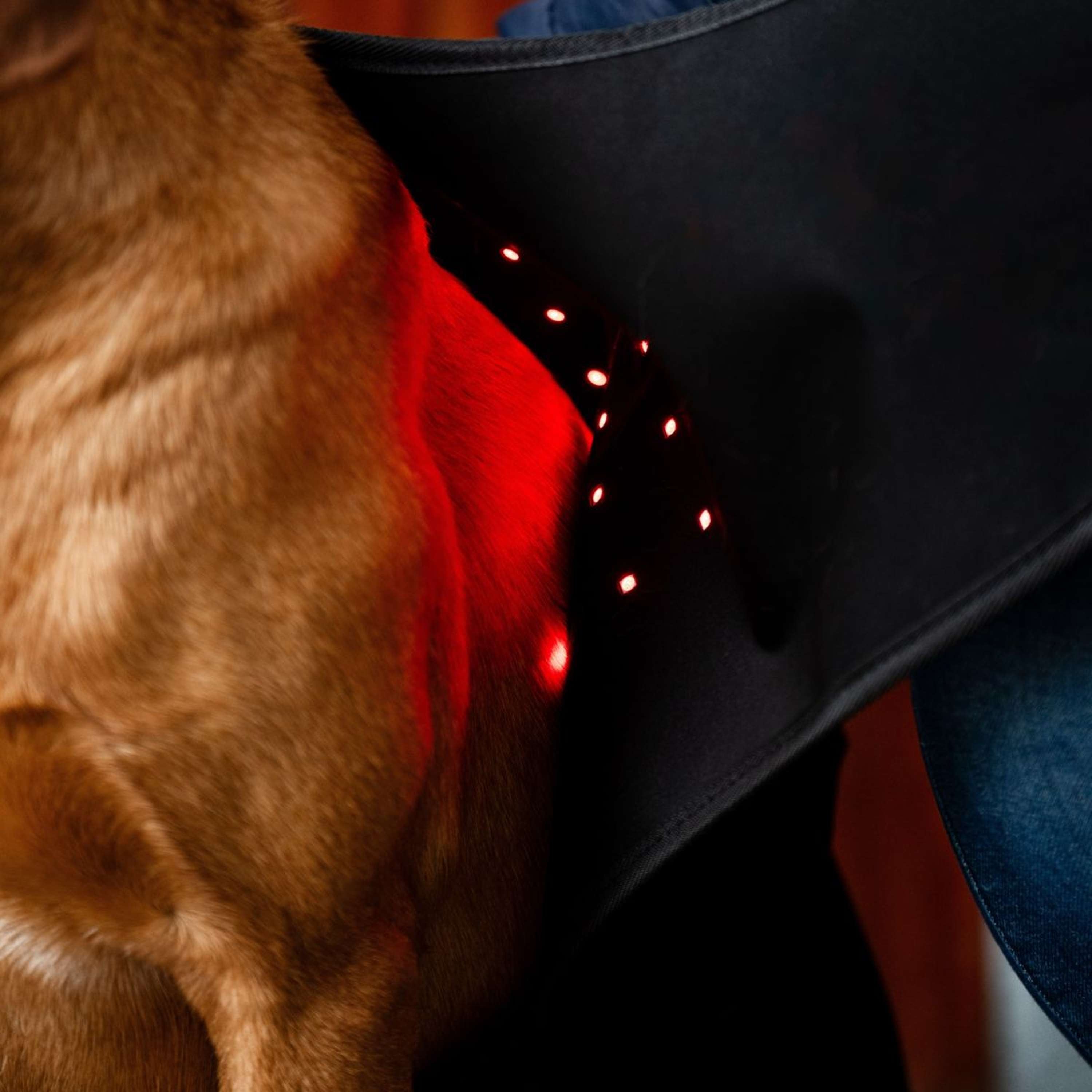 Horseware Pet Leg Wraps LED Red Light Therapy Pair Noir/Noir
