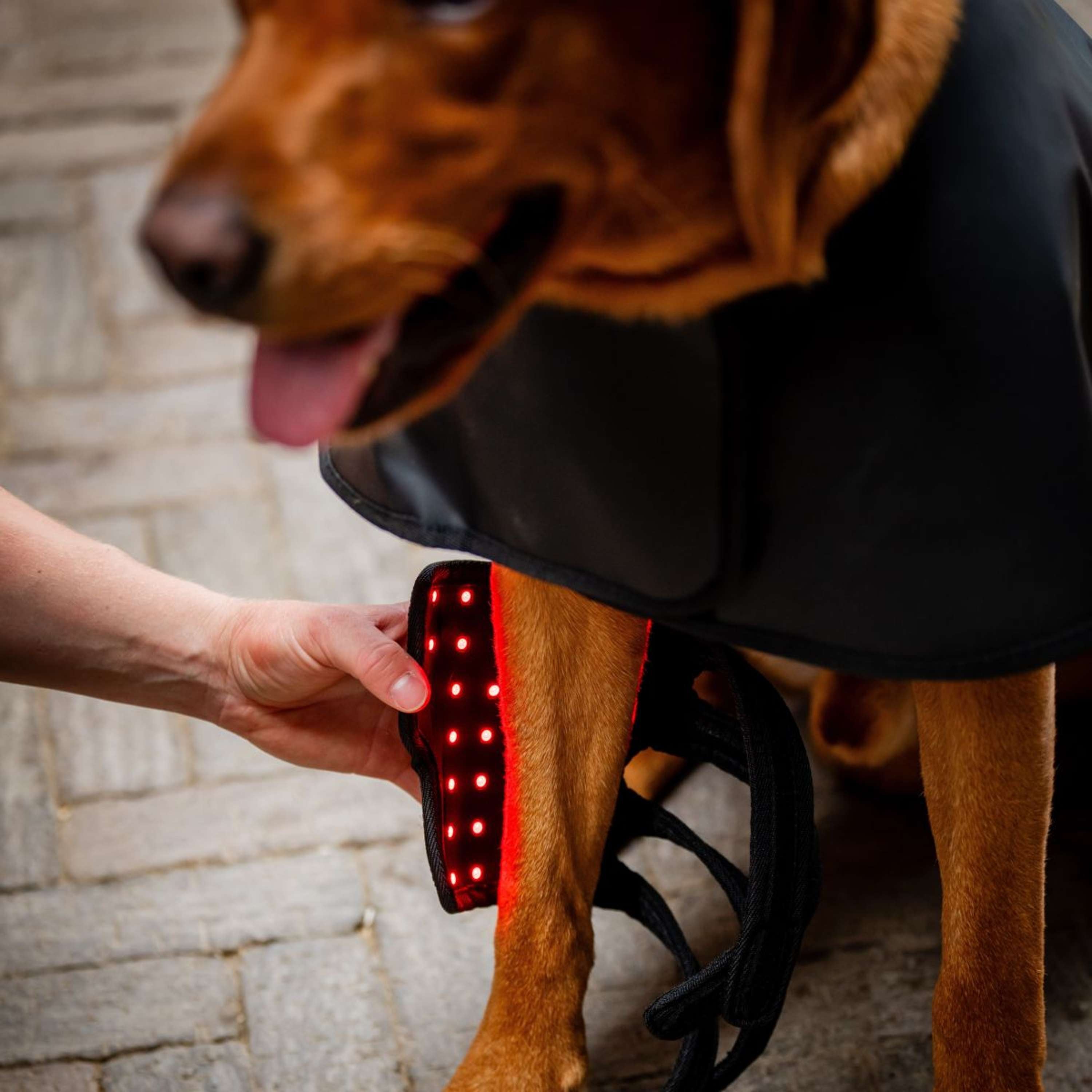 Horseware Pet Leg Wraps LED Red Light Therapy Pair Noir/Noir