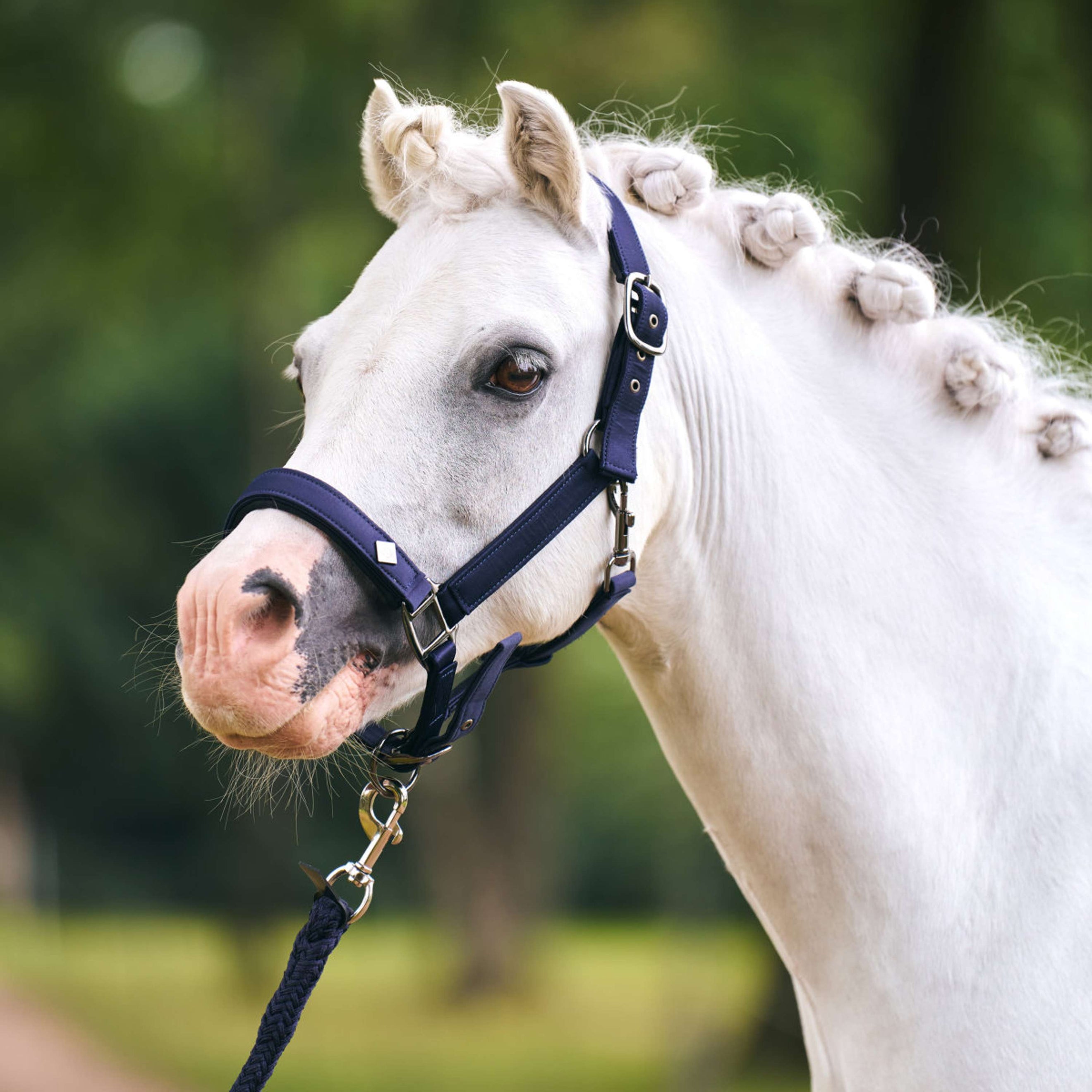 Imperial Riding Licol IRHRebel Marin