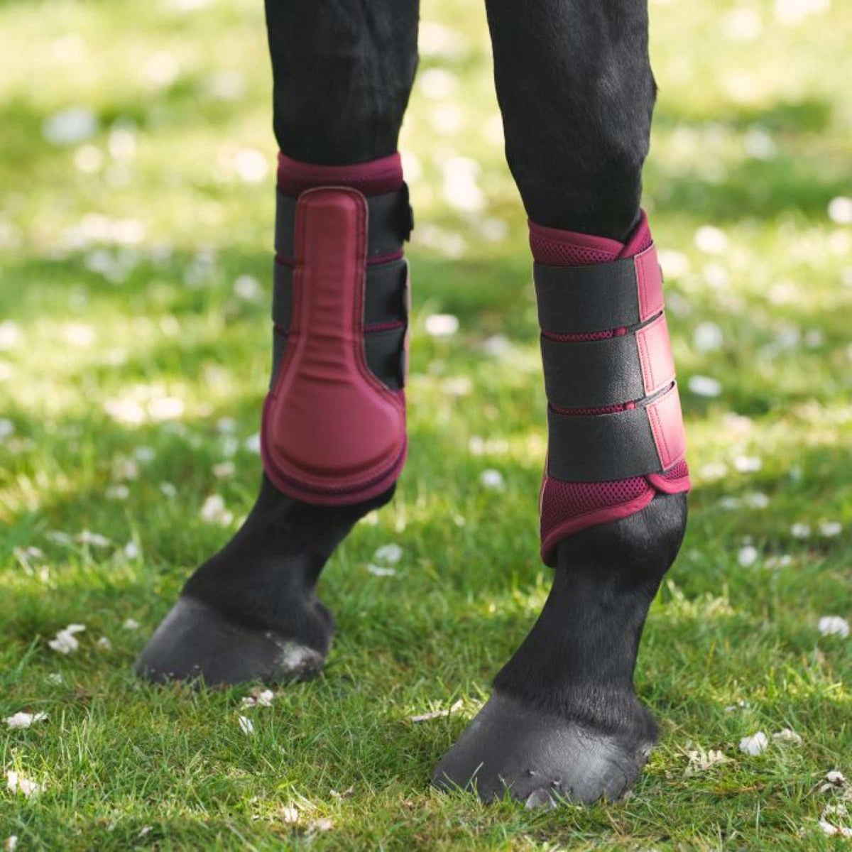 Imperial Riding Protèges-Tendons IRHCloud Dancer Fig