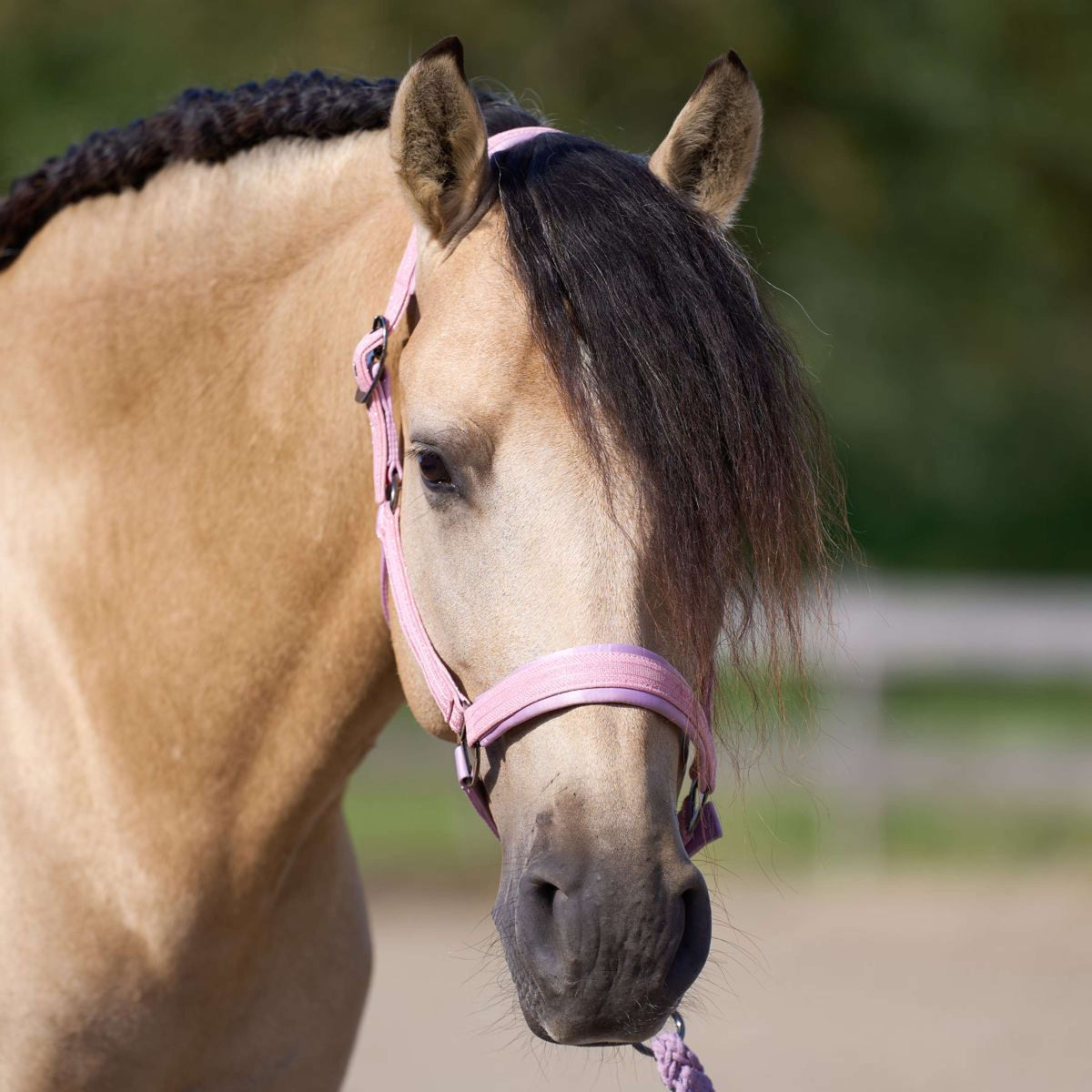 Imperial Riding Licol IRHSparkle Ballerina