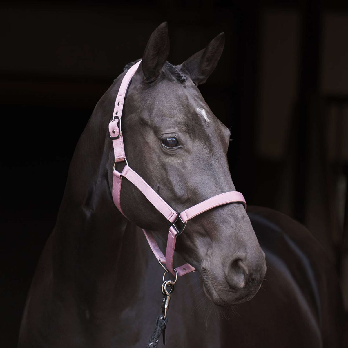 Imperial Riding Licol IRHRebel Ballerina