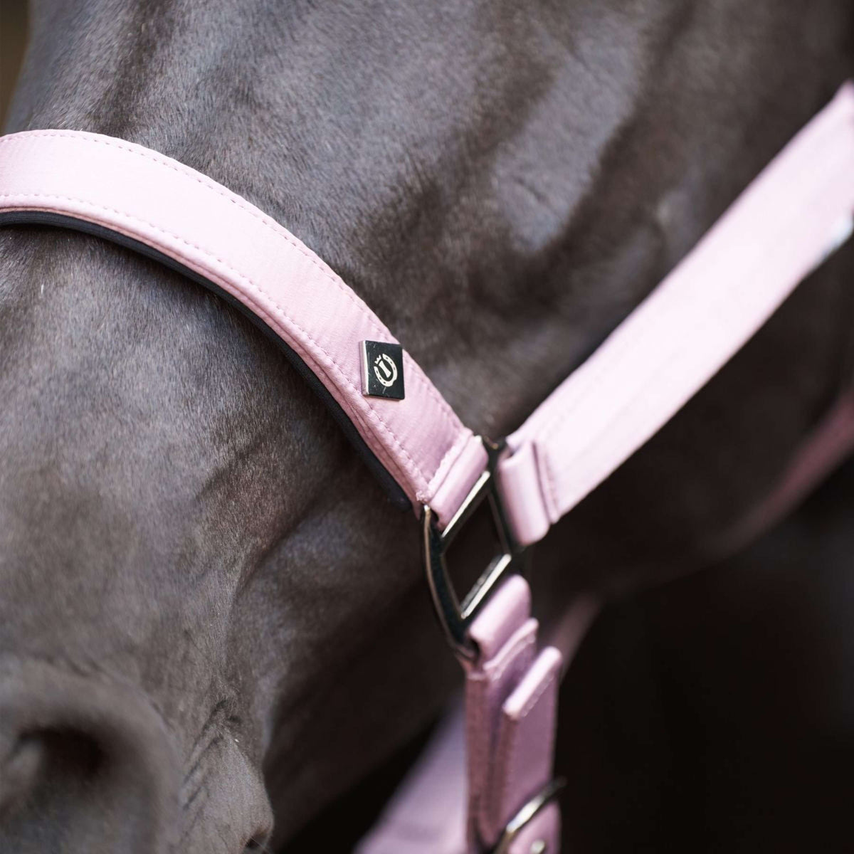 Imperial Riding Licol IRHRebel Ballerina