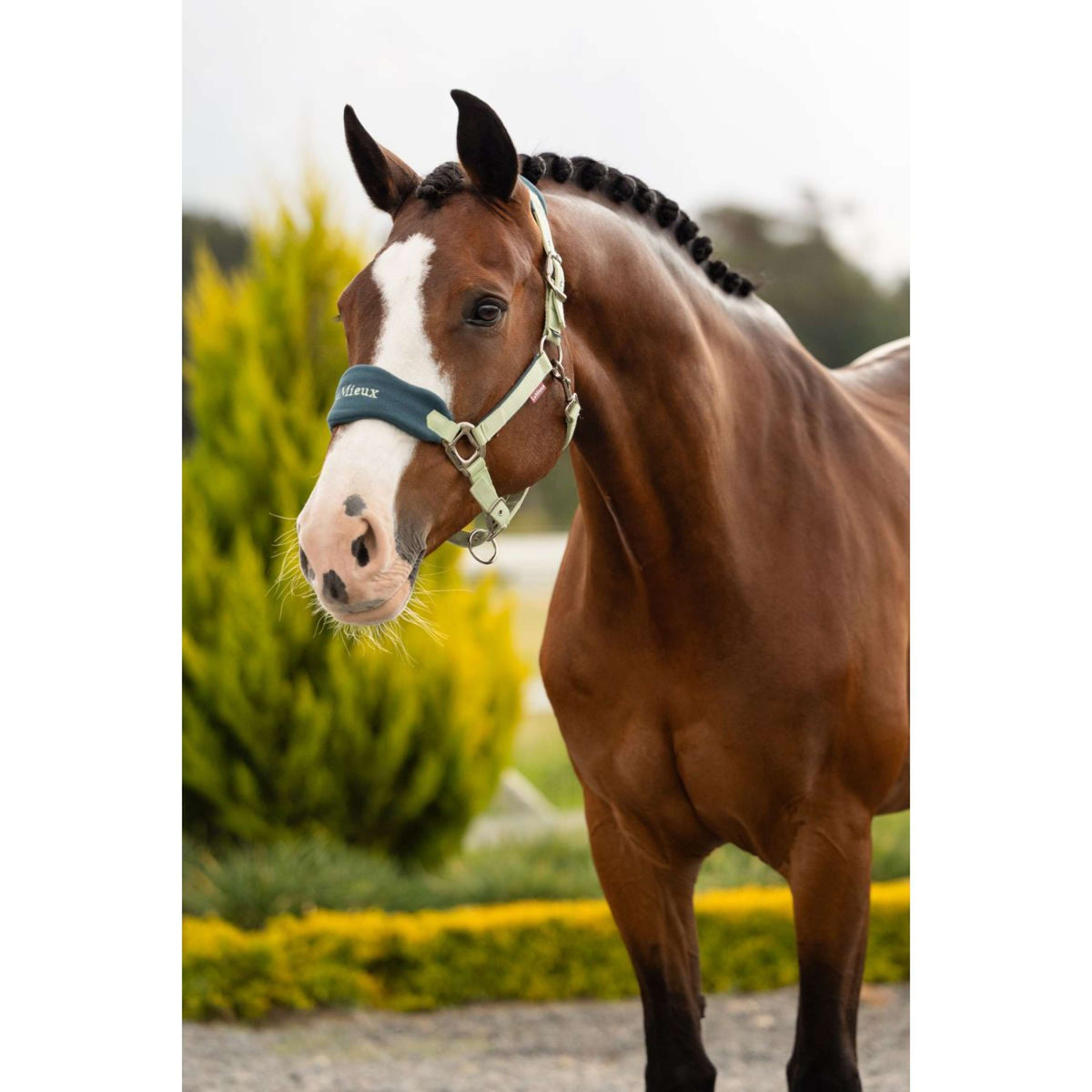 LeMieux Ensemble Licol Vogue Macaron
