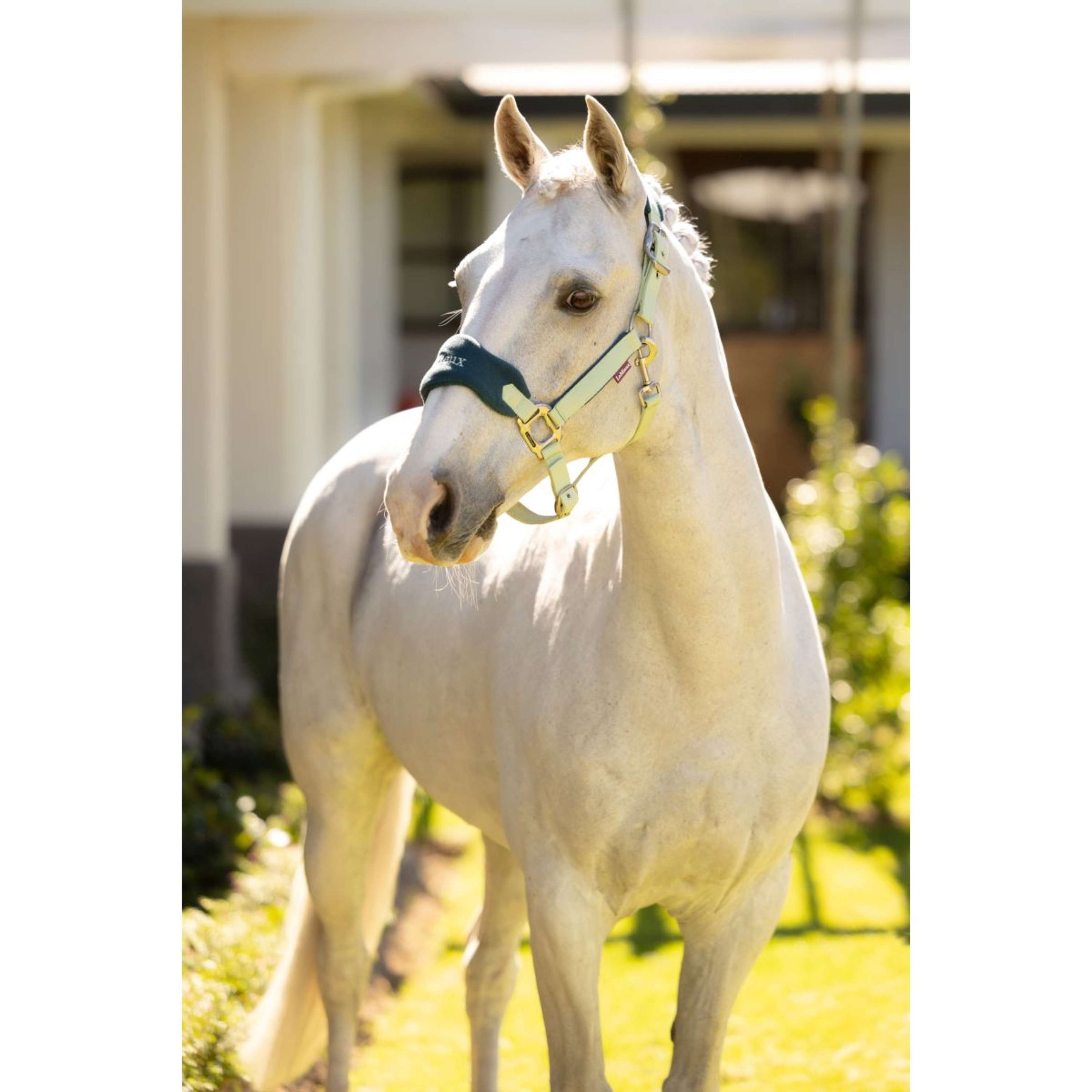 LeMieux Ensemble Licol Vogue Macaron