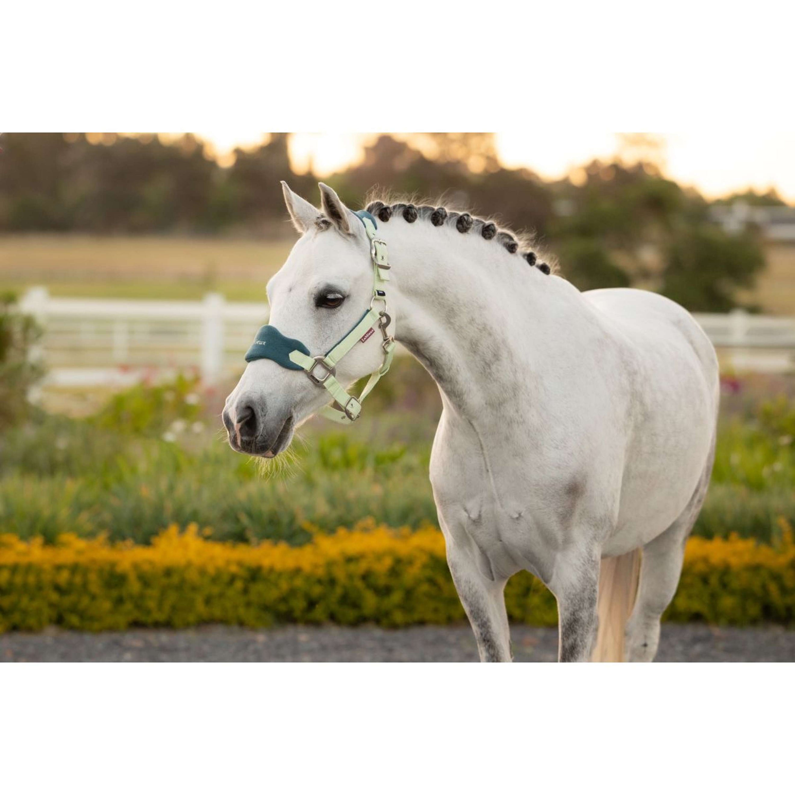 LeMieux Ensemble Licol Mini Vogue Macaron