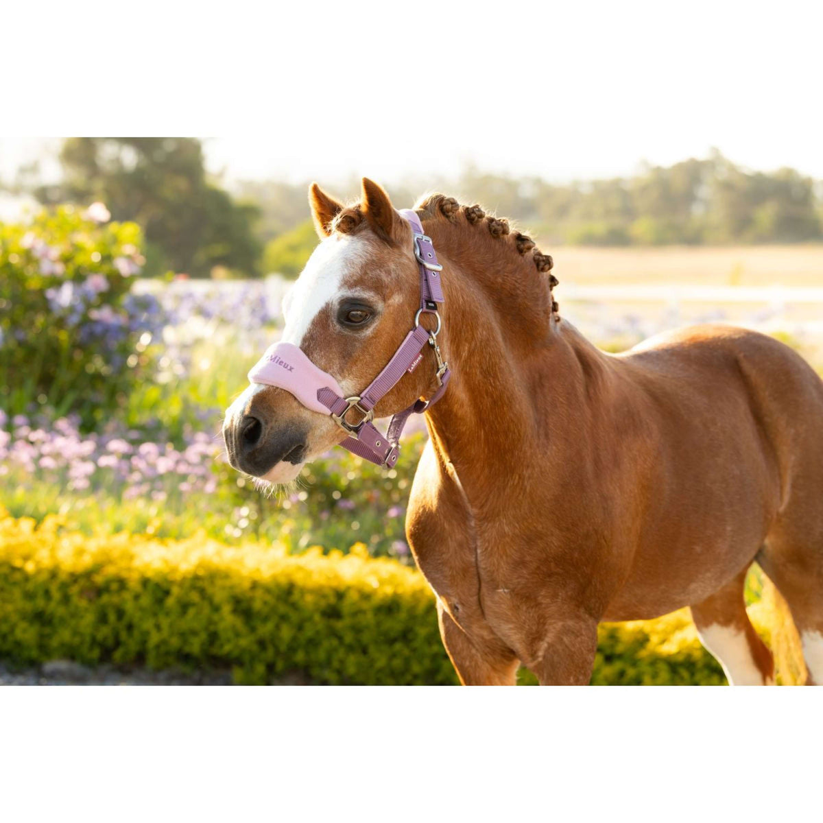 LeMieux Ensemble Licol Mini Vogue Mallow