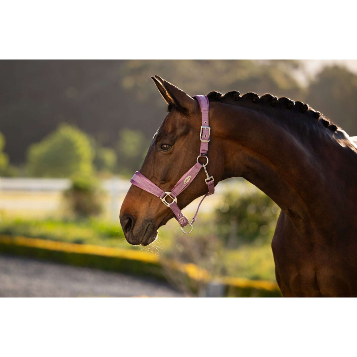 LeMieux Licol Versailles Mallow