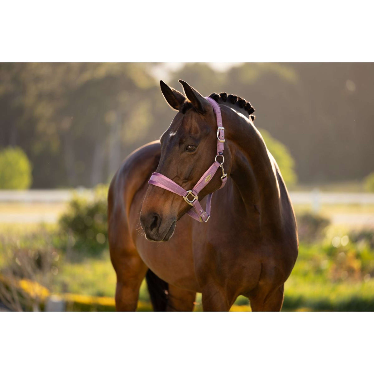 LeMieux Licol Versailles Mallow