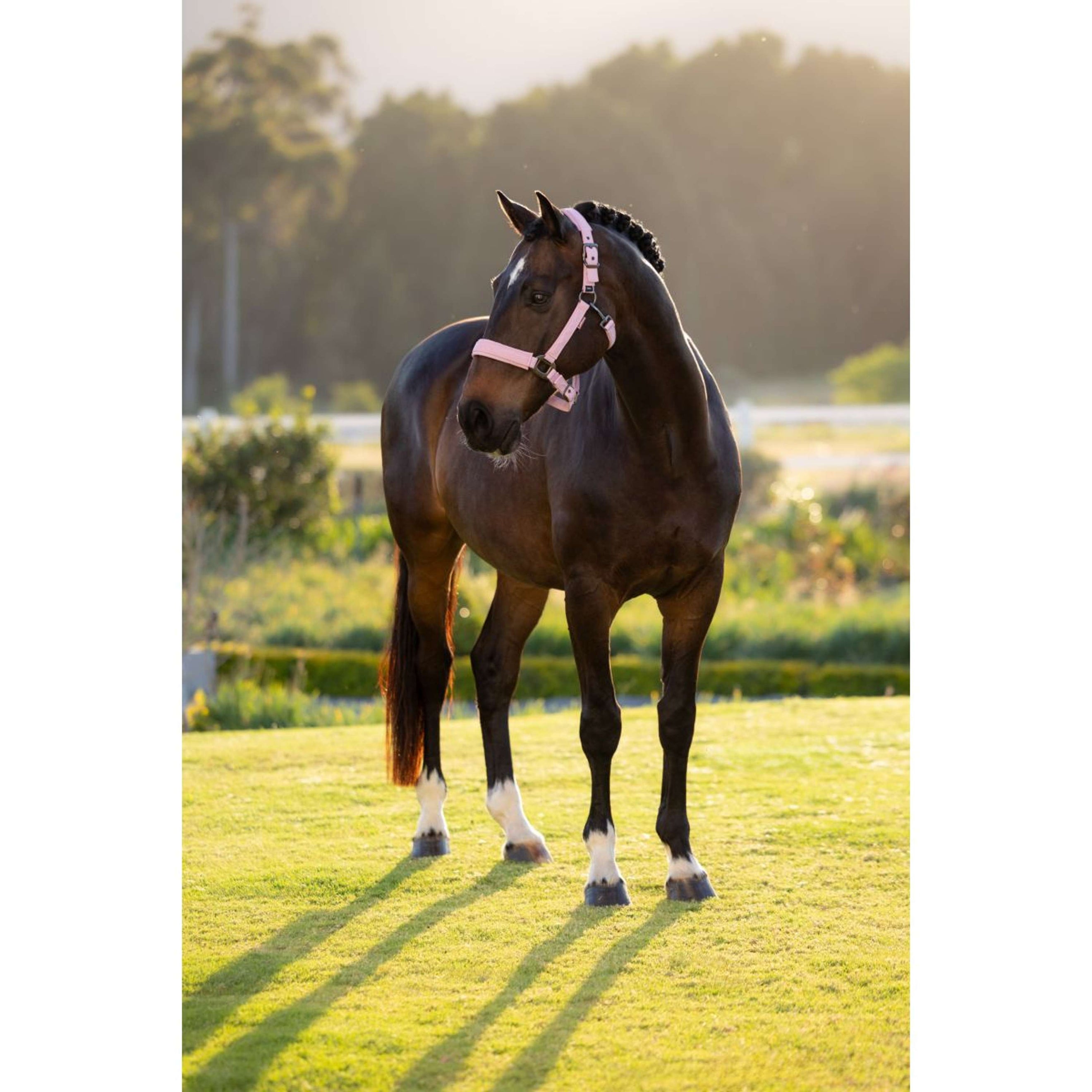 LeMieux Licol Essence Fondant LeMieux Licol Essence Fondant