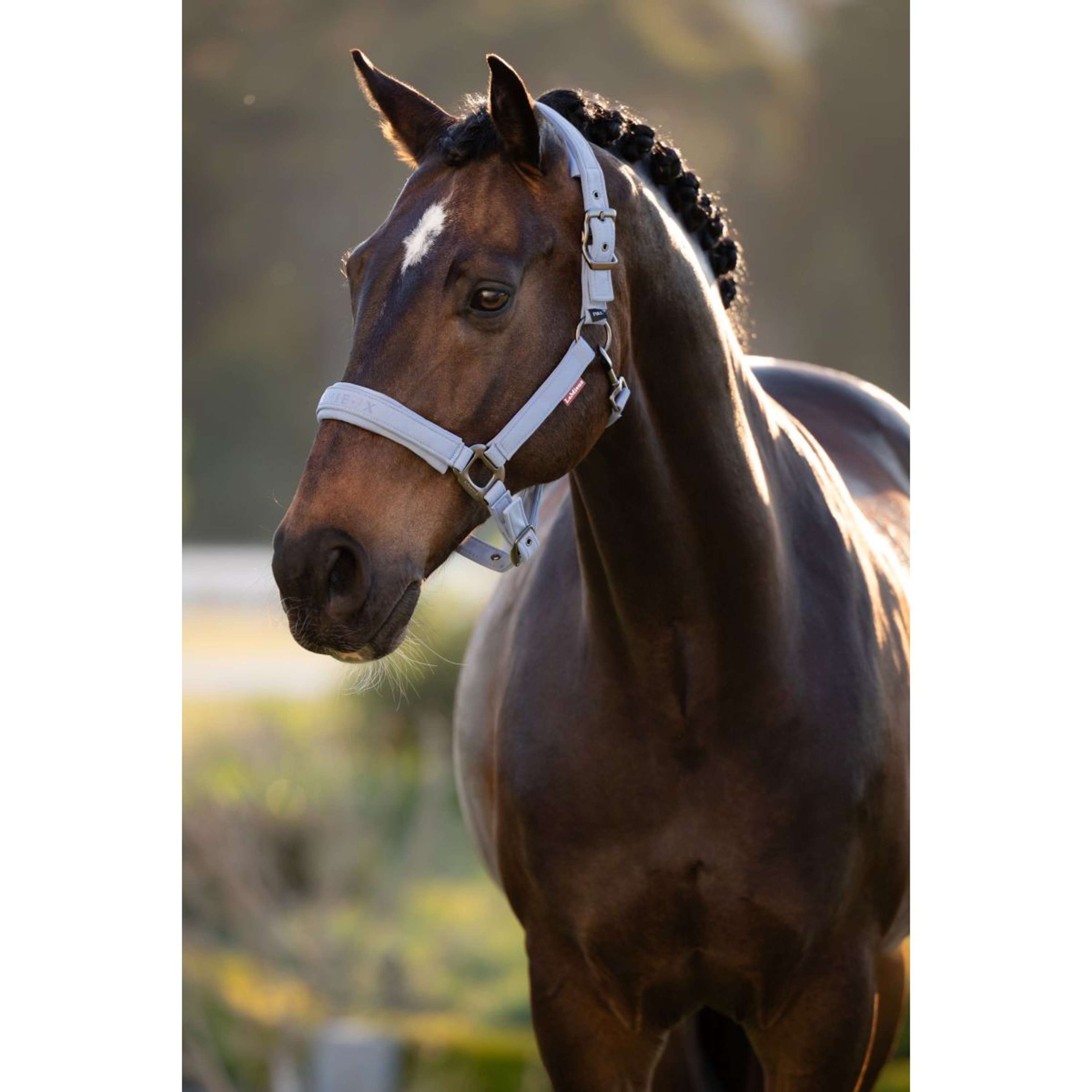 LeMieux Licol Essence Powder Blue LeMieux Licol Essence Powder Blue