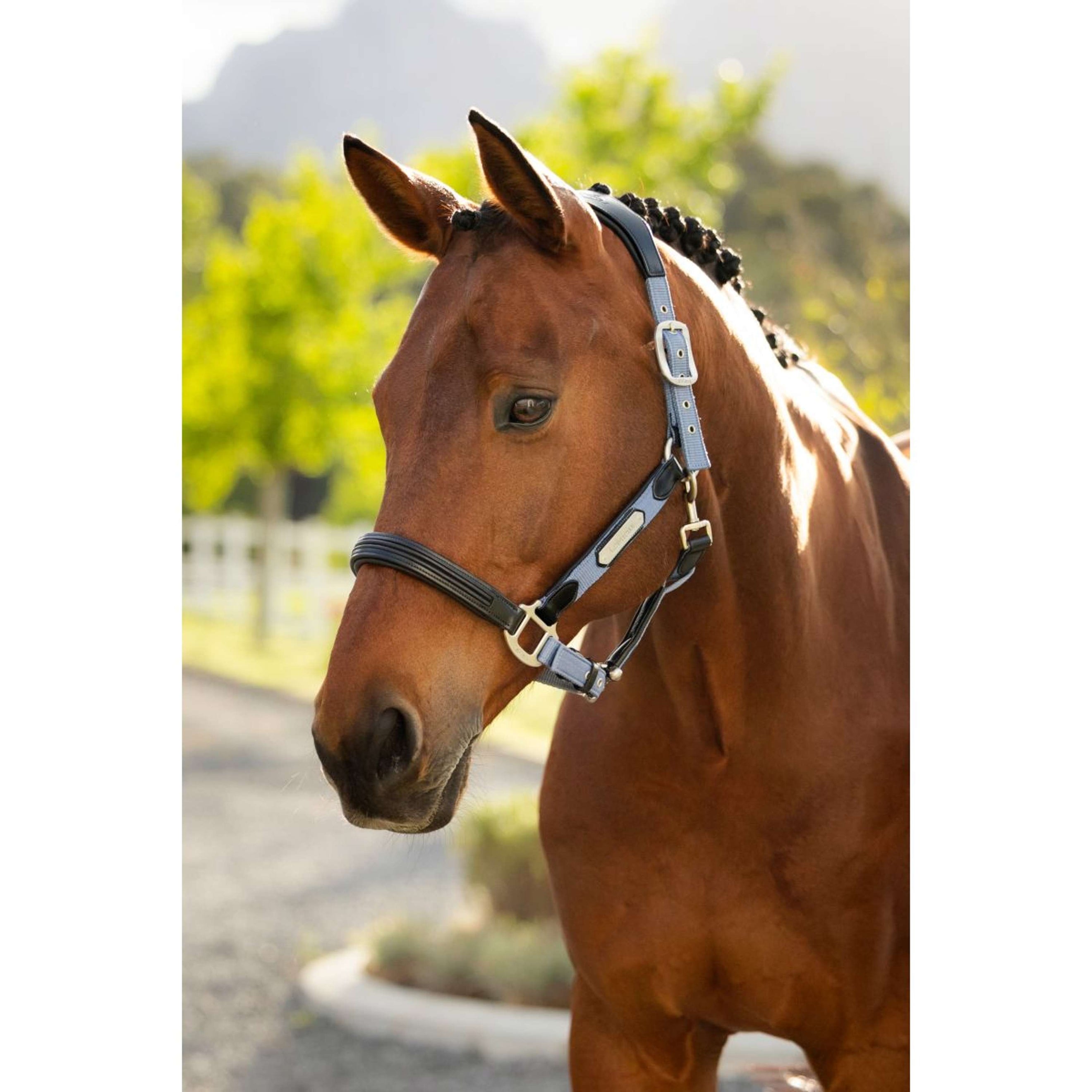 LeMieux Licol Capella Powder Blue LeMieux Licol Capella Powder Blue