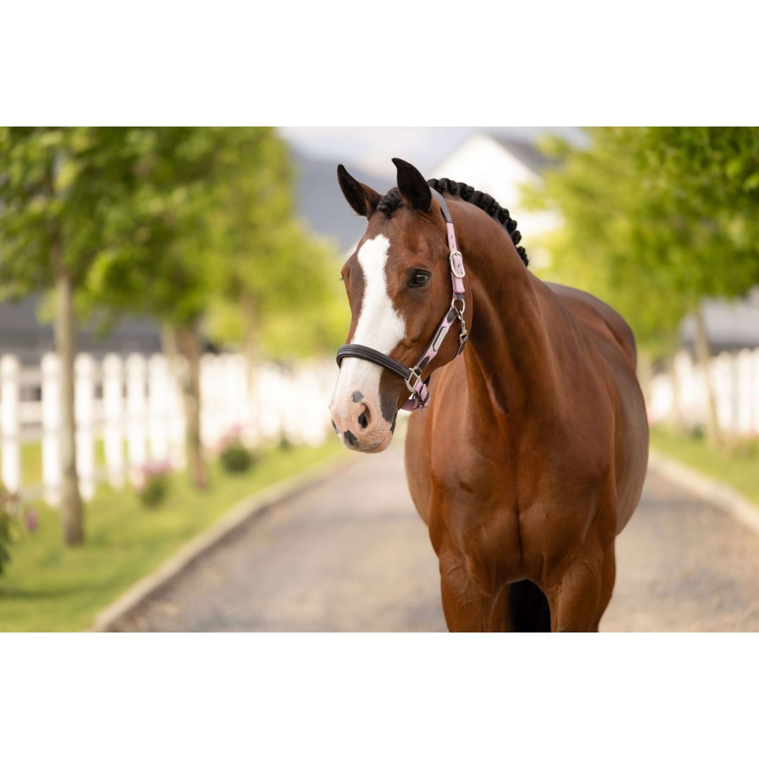 LeMieux Licol Capella Fondant