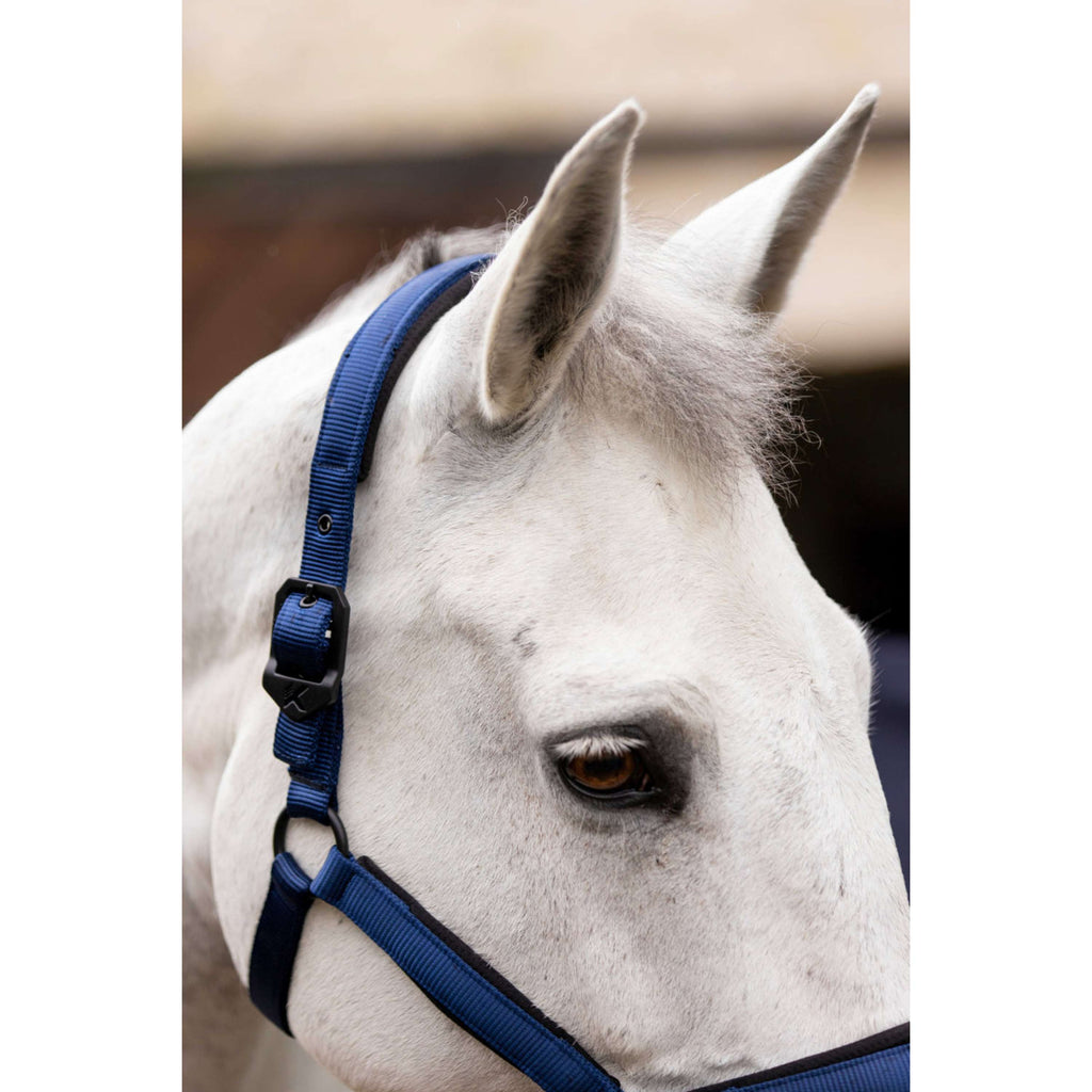 K by EQUITHÈME Licol Triton Bleu Royal