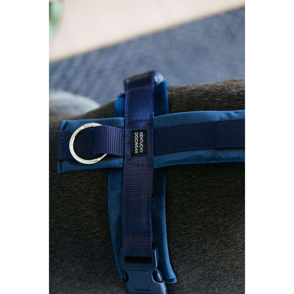 Kentucky Harnais Active velours Marin