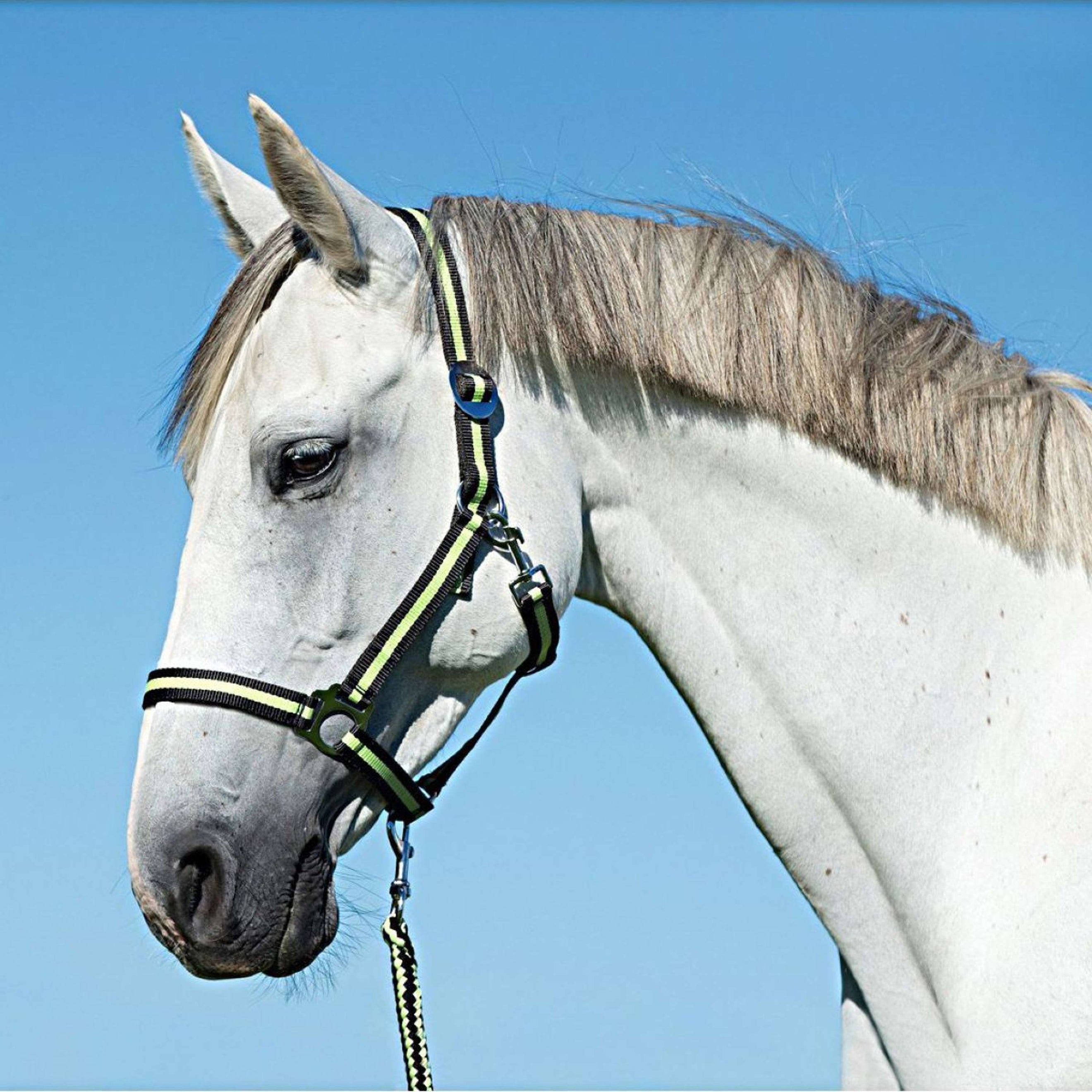 Covalliero Licol Hippo Nylon Anthracite/Citron Covalliero Licol Hippo Nylon Anthracite/Citron