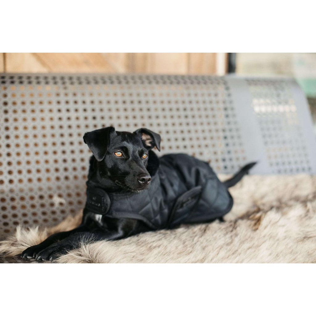 Kentucky Veste pour Chien Original Royal Noir