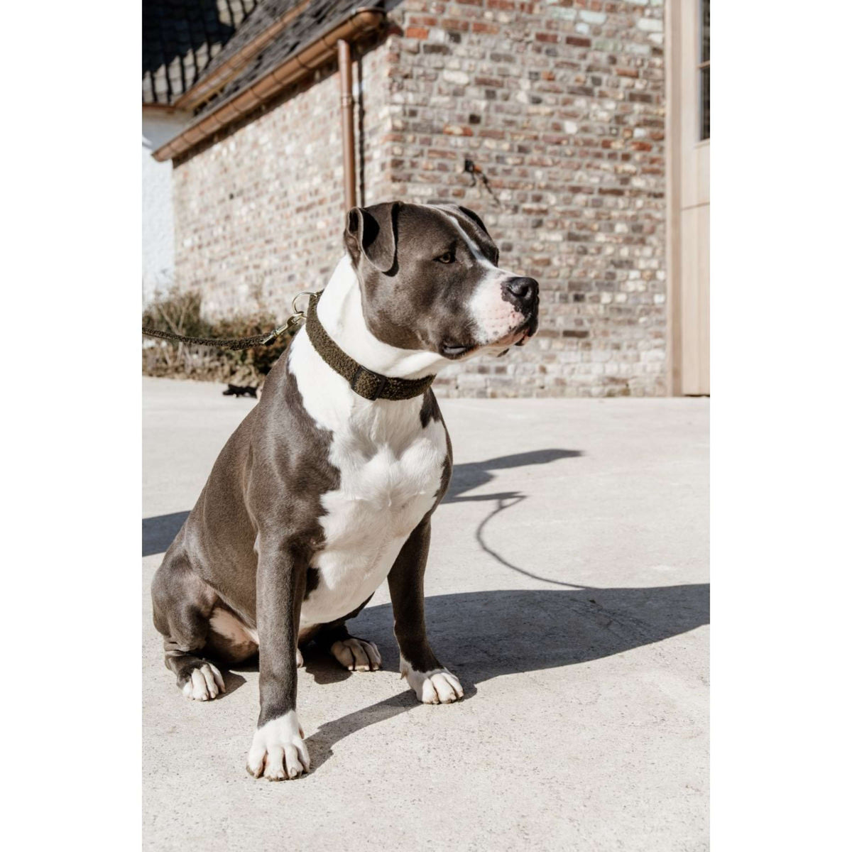 Kentucky Collier Teddy Fleece Pine Green