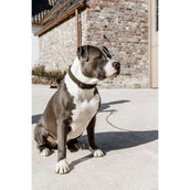 Kentucky Collier Teddy Fleece Pine Green