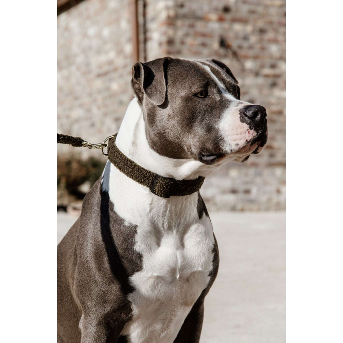 Kentucky Collier Teddy Fleece Pine Green