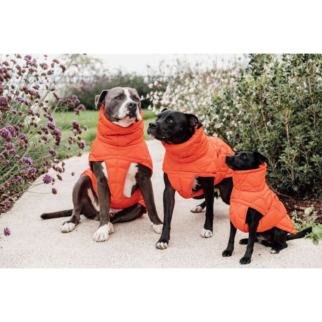 Kentucky Couverture pour Chien Winter Pina 160g Orange