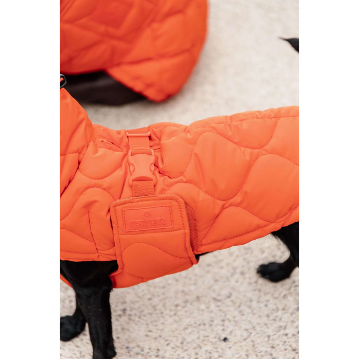 Kentucky Couverture pour Chien Winter Pina 160g Orange