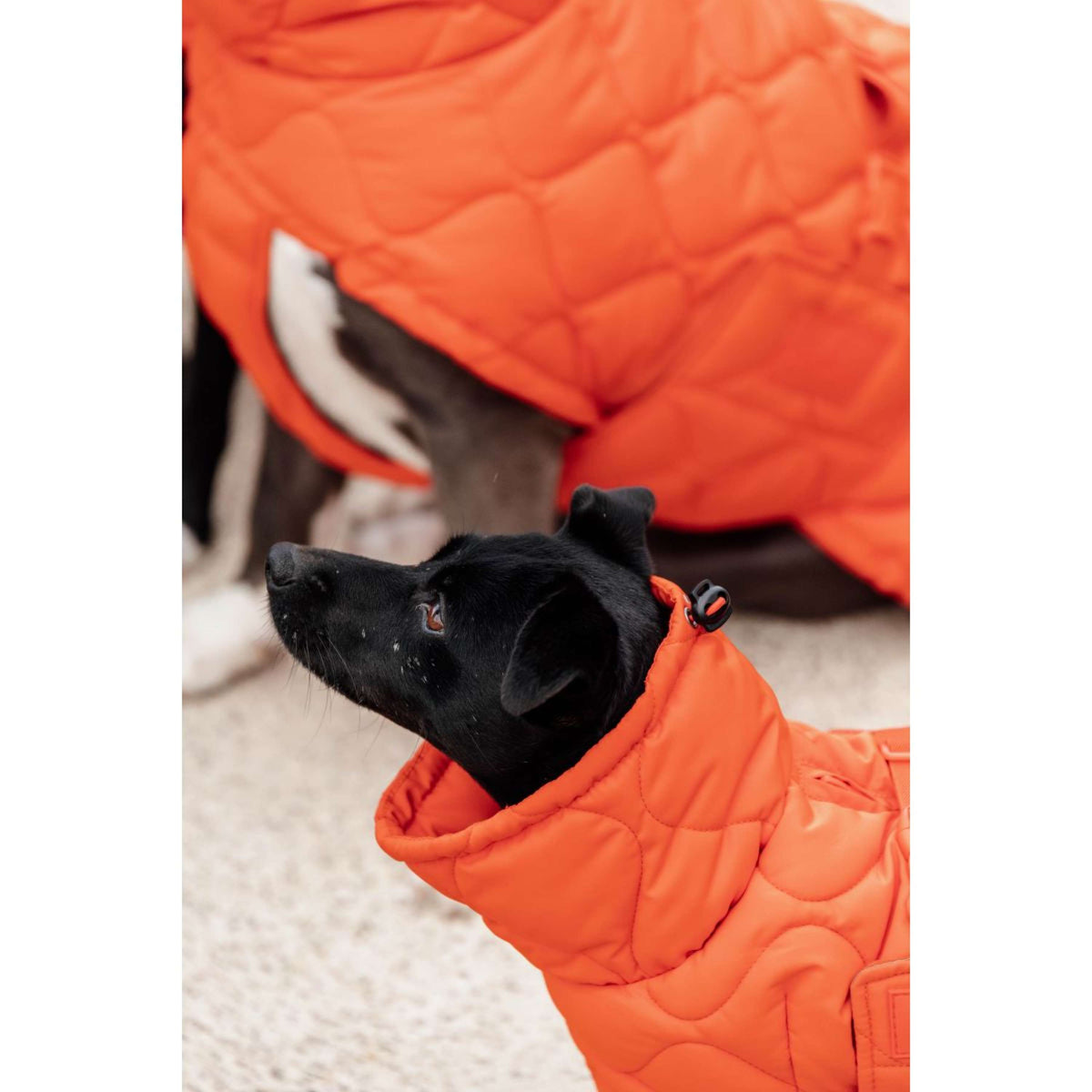 Kentucky Couverture pour Chien Winter Pina 160g Orange