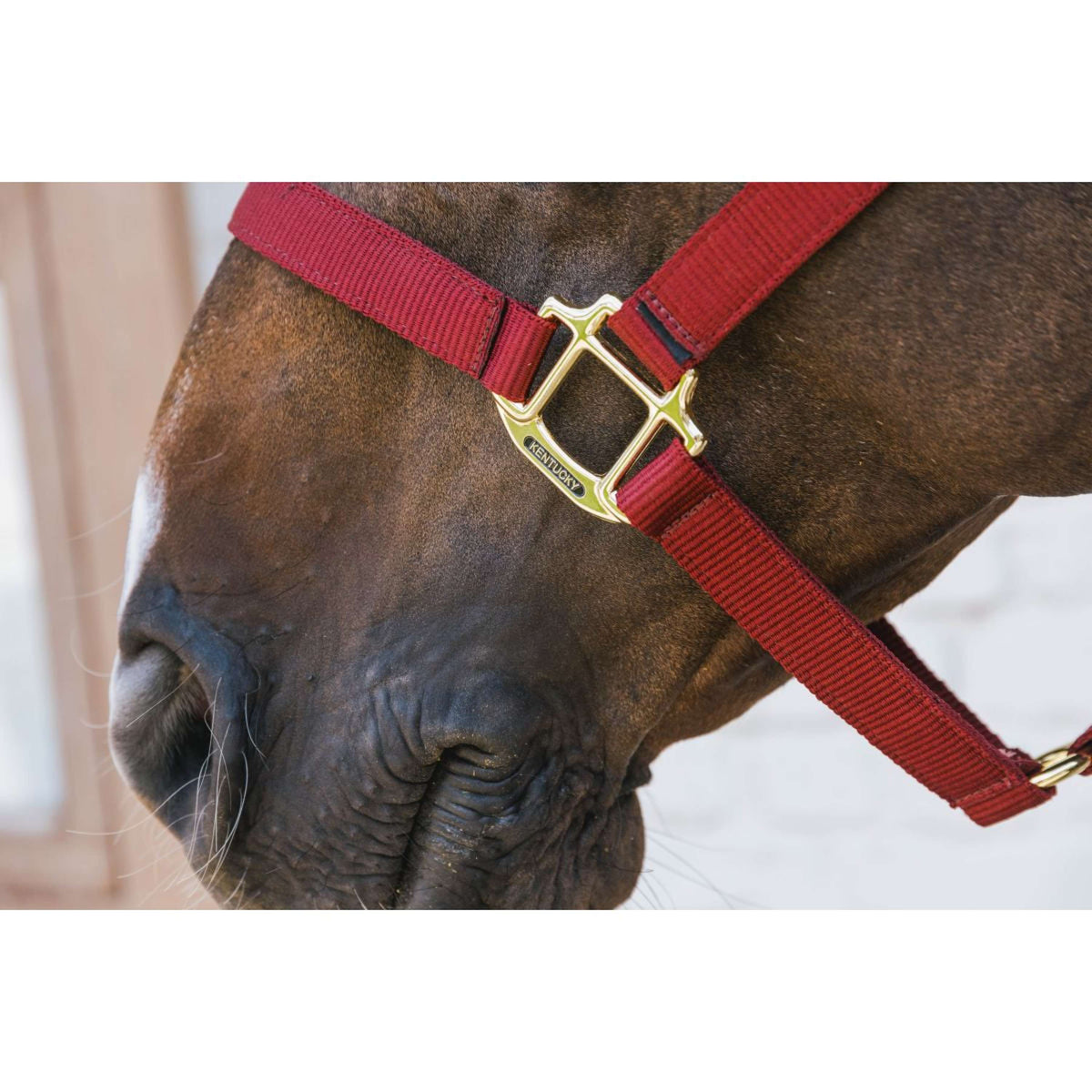 Kentucky Licol Nylon Breakaway Bordeaux