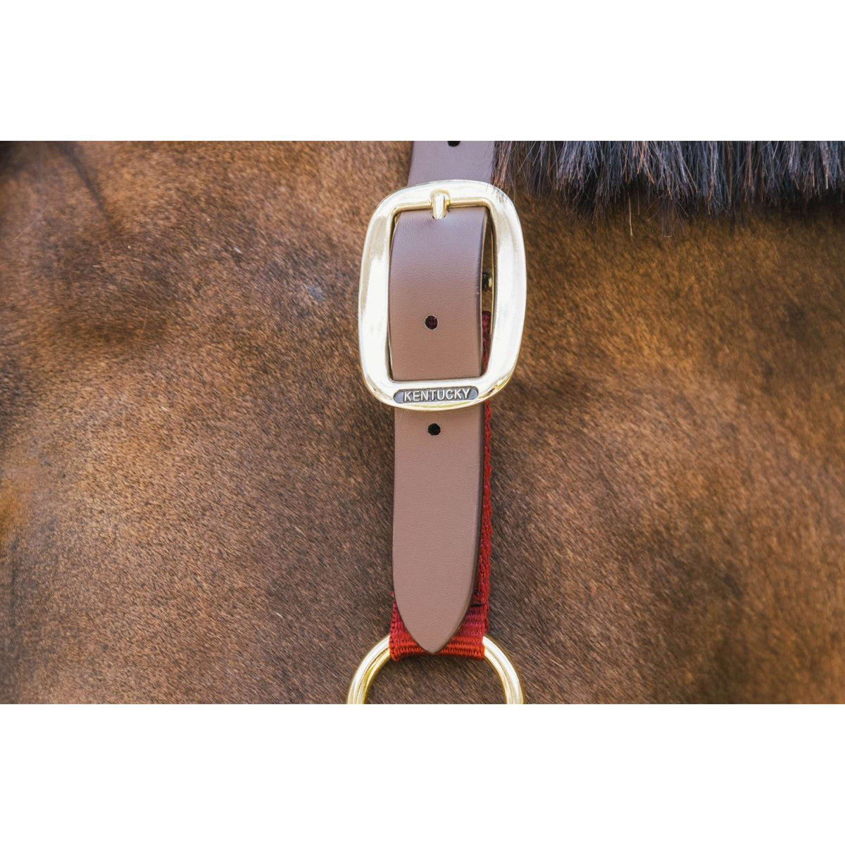 Kentucky Licol Nylon Breakaway Bordeaux