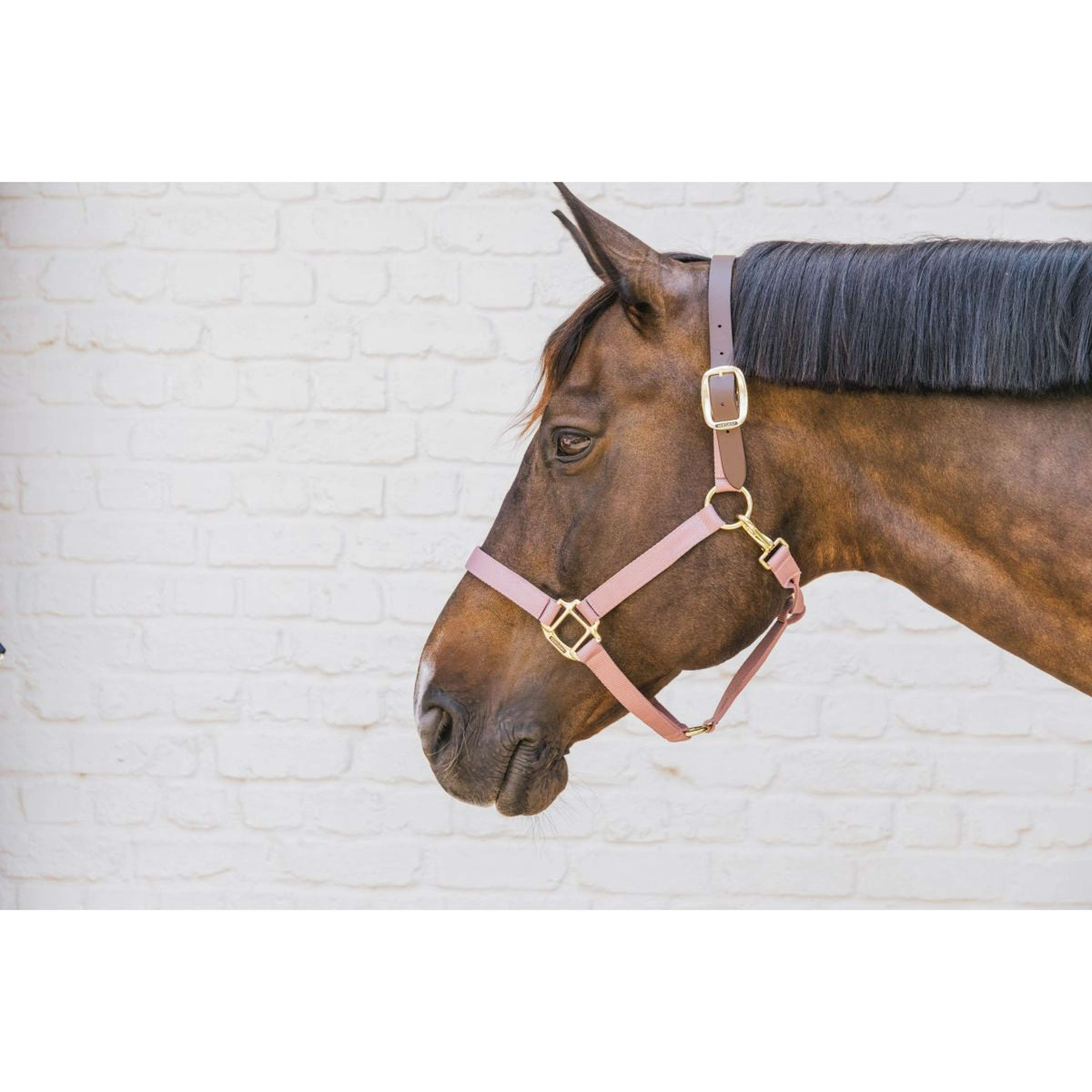 Kentucky Licol Nylon Breakaway Rose Vieux