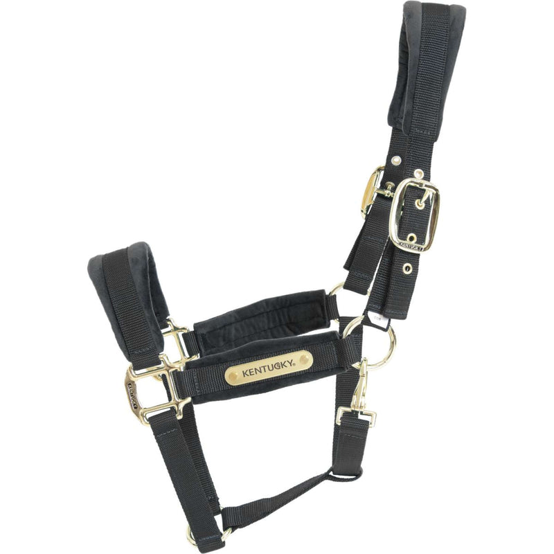 Kentucky Licol velours Noir