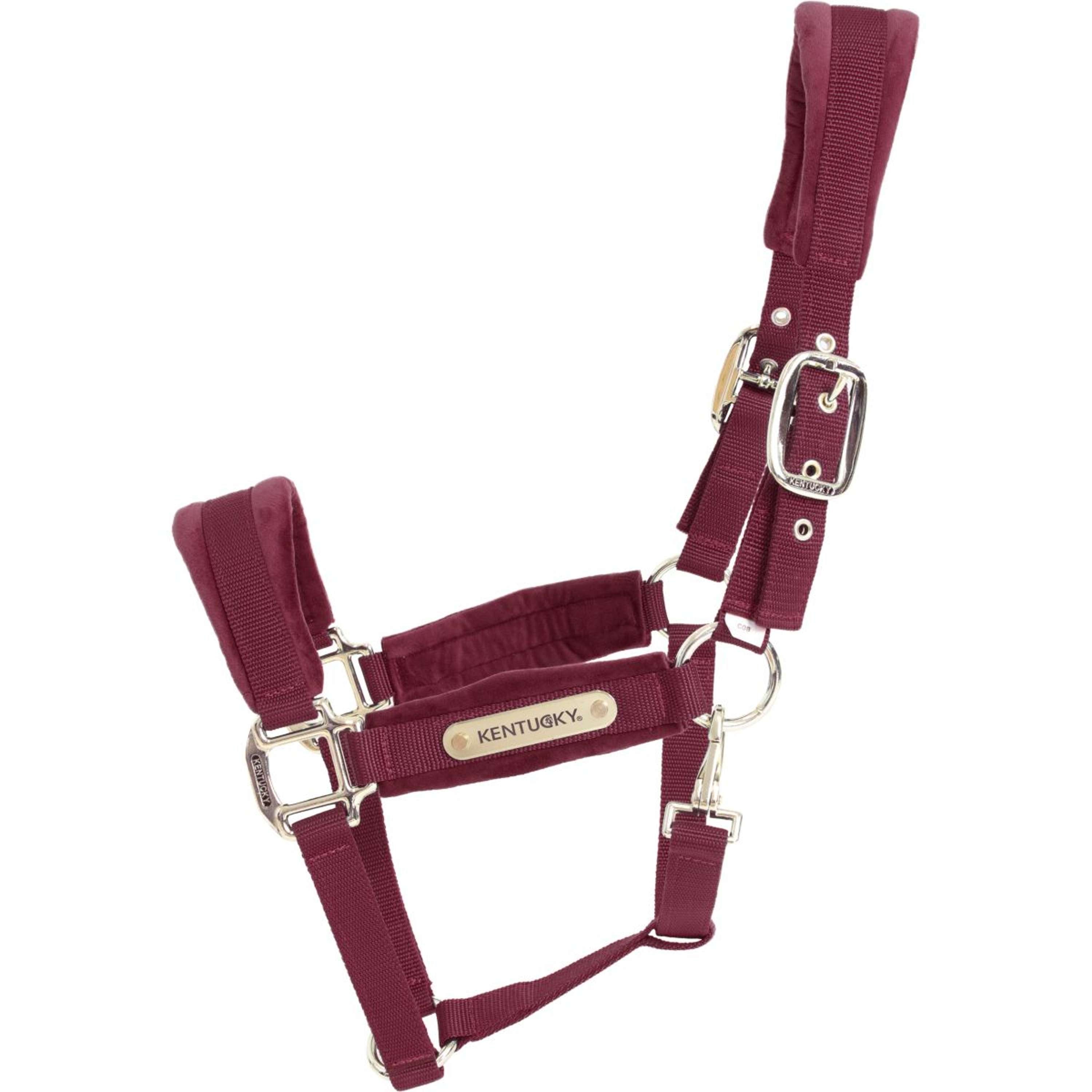 Kentucky Licol velours Bordeaux