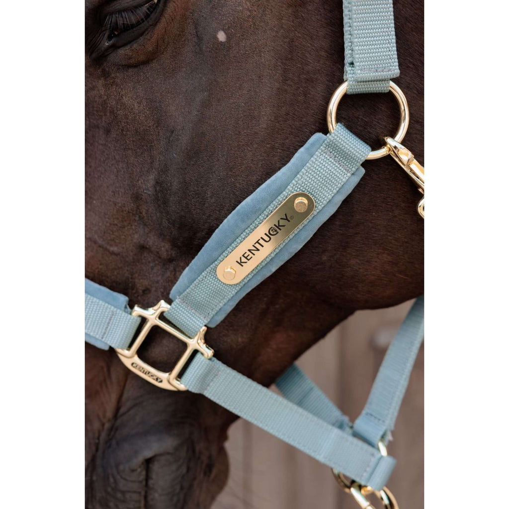 Kentucky Licol Velvet Bleu clair