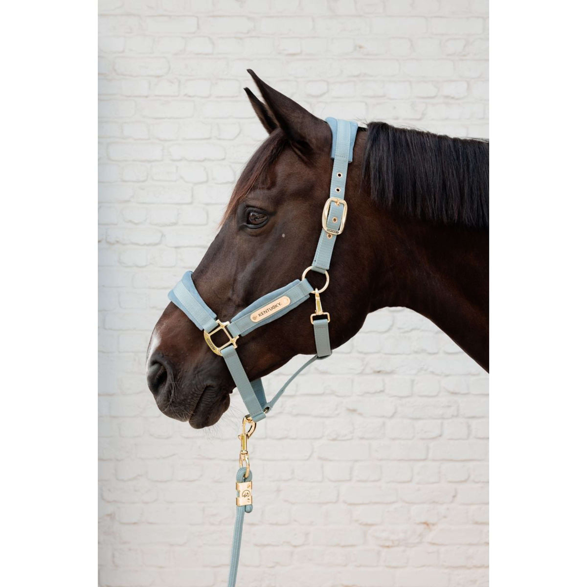 Kentucky Licol Velvet Bleu clair